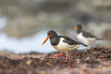 Młody i dorosły ostrygojad, Aduld and young eurasian oystercatchers, Haematopus ostralegus	