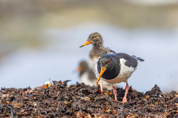 Młody i dorosły ostrygojad, Aduld and young eurasian oystercatchers, Haematopus ostralegus	
