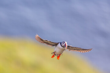Maskonur, The Puffin, Fratercula arctica  © Michal Przystas