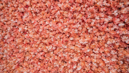 Flower petals scattered across a soft coral surface