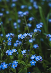 A Sea of Forget-Me-Nots