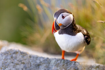 Maskonur, The Puffin, Fratercula arctica  © Michal Przystas