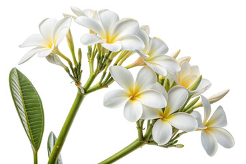 Fototapeta premium White plumeria flowers with green leaf isolated on transparent background