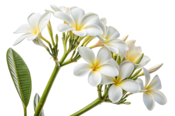 White plumeria flowers with green leaf isolated on transparent background