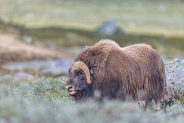 Piżmowół arktyczny, Musk ox, muskox, Norewgia © Michal Przystas