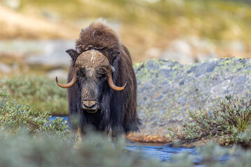 Piżmowół arktyczny, Musk ox, muskox, Norewgia © Michal Przystas