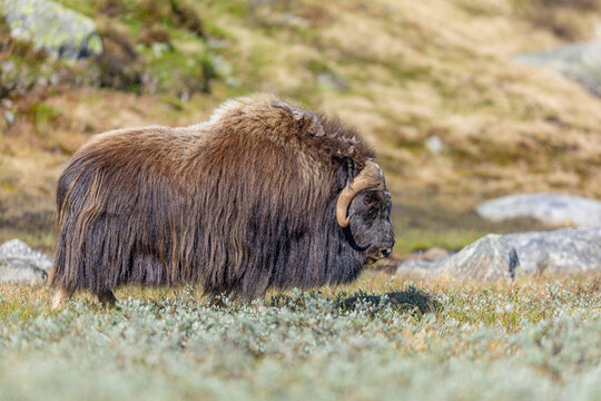 Piżmow&oacute;ł arktyczny, Musk ox, muskox, Norewgia