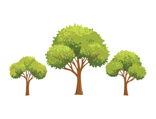 Fototapeta premium Green Trees Natural Woodland Landscape Element