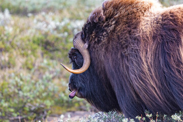 Piżmowół arktyczny, Musk ox, muskox, Norewgia © Michal Przystas