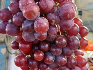 Closeup of vibrant red grapes showcases their plump texture and natural beauty