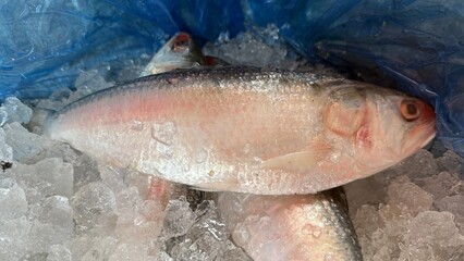 Fresh hilsa fish displays its silvery scales on a bed of glistening crushed ice © IT'S ORA