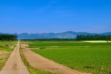 テンサイ畑・砂糖大根・北の大地（北海道・上士幌町）
