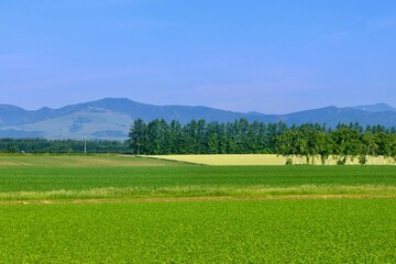 テンサイ畑・砂糖大根・北の大地（北海道・上士幌町）