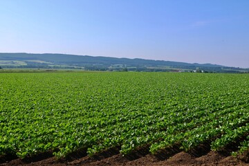 テンサイ畑・砂糖大根・北の大地（北海道・上士幌町）