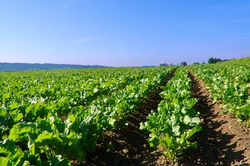 テンサイ畑・砂糖大根・北の大地（北海道・上士幌町）