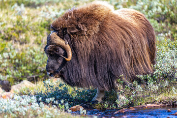 Piżmowół arktyczny, Musk ox, muskox, Norewgia © Michal Przystas
