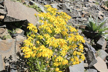 yellow flowers on the rocks