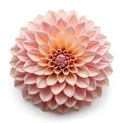 dahlia flower isolated on white background