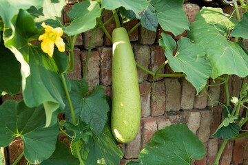 Bottle gourd or calabash growing in the garden