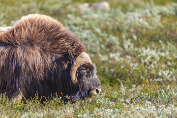 Piżmowół arktyczny, Musk ox, muskox, Norewgia © Michal Przystas
