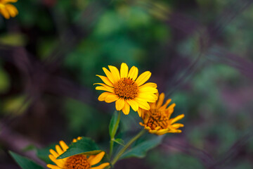 Bright Yellow Helenium Flower on Green Background — Summer Wildflower Close-Up