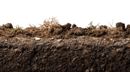 Soil Profile: A cross-section showcasing a detailed layered earth profile, highlighting the various soil horizons.