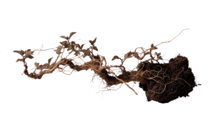 Root system, Plant: A detailed depiction of a plant's root system, displaying its intricate network of roots that anchor and nourish it, highlighting the unseen beauty beneath the surface.