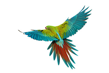 Colorful flying Military Macaw parrot isolated on transparent background png file
