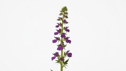 Mullein. Purple foxglove flower with green stem isolated on white back