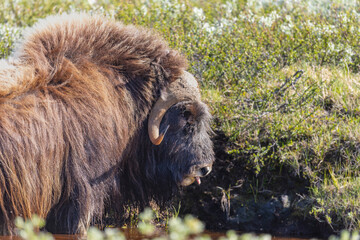 Piżmowół arktyczny, Musk ox, muskox, Norewgia © Michal Przystas