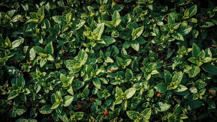 Nature Positive. Green leaves plant dense foliage texture background n