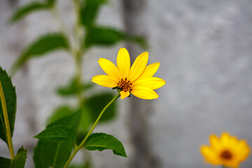 Bright Yellow Helenium Flower on Green Background — Summer Wildflower Close-Up