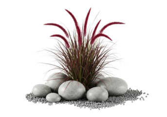 Close-up of vibrant dark red ornamental grass, feathery plumes, dry textured blades, with smooth grey river stones and small pebbles on a pristine transparent plain, studio lighting. Concept of