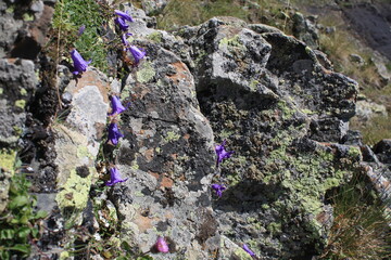 lichen on rock
