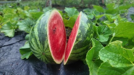 Close-up of a freshly cut watermelon showing juicy red flesh and seeds, placed on the ground in a watermelon field surrounded by green leaves. Represents natural agriculture and fresh tropical fruit h - Powered by Adobe