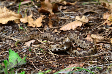 European nose-horned viper // Europäische Hornotter (Vipera ammodytes meridionalis) - Strofilia, Peloponnese, Greece