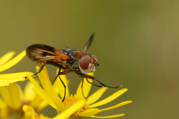 Closeup on the colorful tachinid fly, Ectophasia crassipennis which delivers live young , no eggs