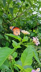 African monarch Butterfly on Wild Flower