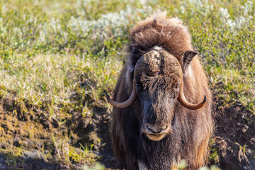 Piżmowół arktyczny, Musk ox, muskox, Norewgia © Michal Przystas
