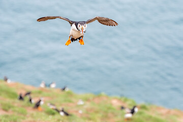 Puffin landing with beak full of sand eels