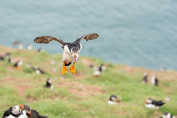Puffin landing with beak full of sand eels