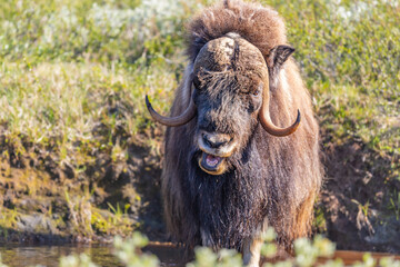 Piżmowół arktyczny, Musk ox, muskox, Norewgia © Michal Przystas