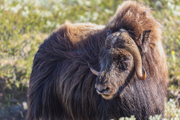 Piżmowół arktyczny, Musk ox, muskox, Norewgia © Michal Przystas