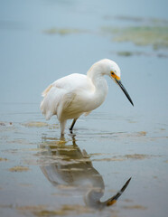 great snowy white egret