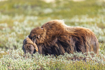 Piżmowół arktyczny, Musk ox, muskox, Norewgia © Michal Przystas