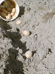 Planting potatoes with large sprouts in the soil.