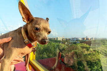 Small Dog With Big Ears In Human Hand On Ferris Wheel. Unlikely Explorer Tiny Dog Facing The World...