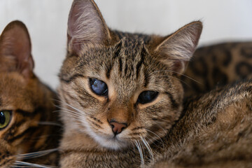 Bengal and Stray Cat Friendship: A Heartwarming Bond of Love, Resilience, and Companionship in a Cozy Home Setting.