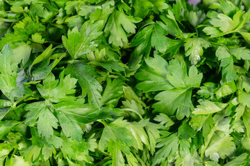 Lush vibrant green parsley foliage healthy organic culinary herb closeup for food garnish. The taste of freshness in nature concept healthy living and culinary inspiration with green parsley.
