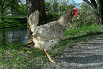 Charming Gray Chicken Gracefully Wandering Through a Lush Backyard Garden Bathed in Warm Spring Sunlight, Capturing the Essence of Rural Serenity and Nature's Beauty.
